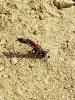 Sceliphron caementarium